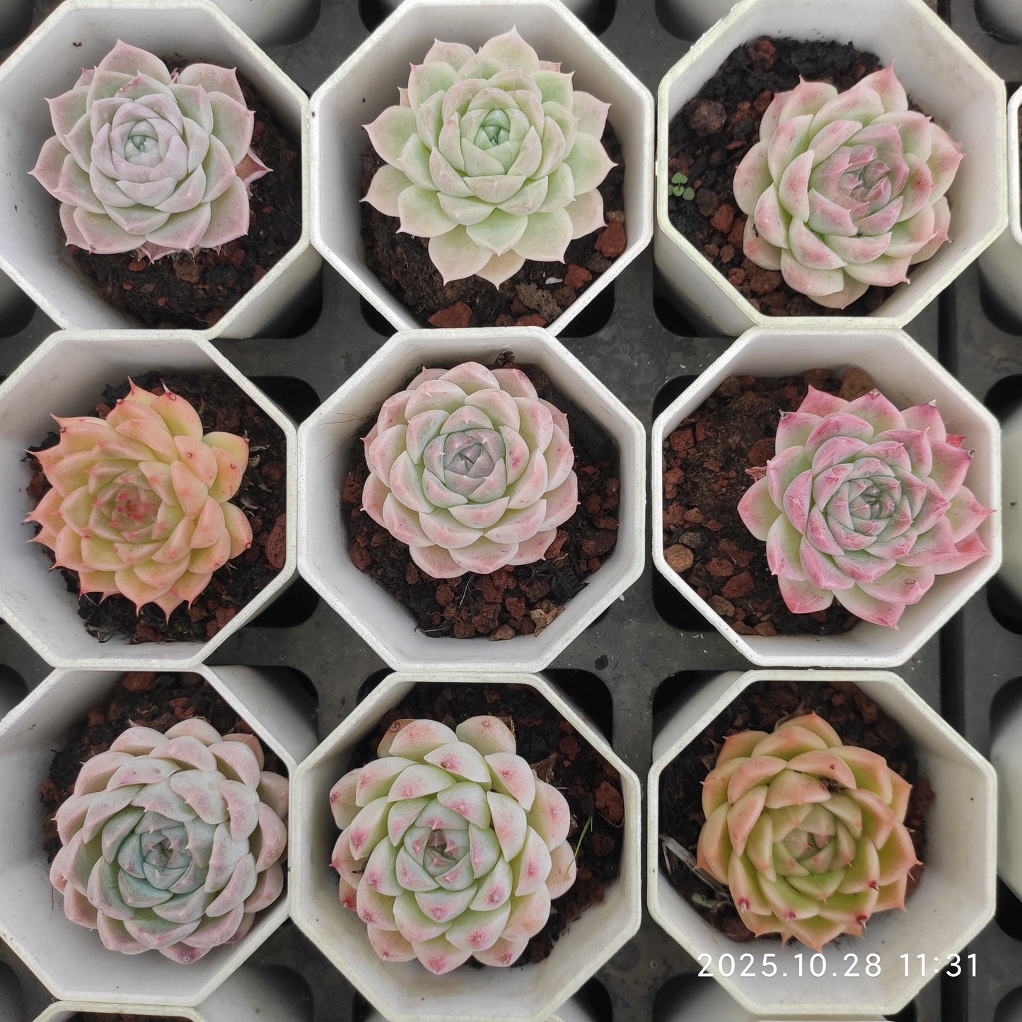 14936 Echeveria Silhouette x Berry (7cm pot size)