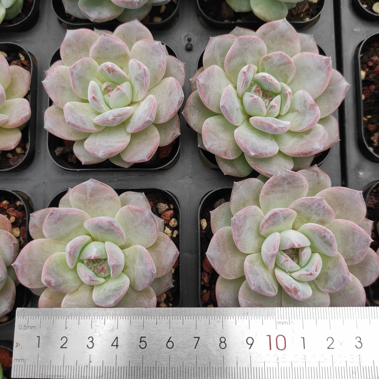 HG033 Echeveria Malgan Hyb(7cm pot size)