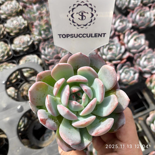 13722 Echeveria Star Mark (7cm pot size)