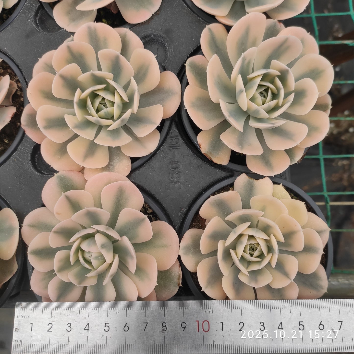 13735 Echeveria Makabenia Variegated (9cm pot size)