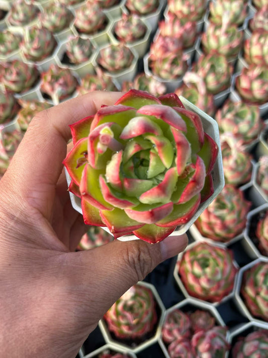 25313 Echeveria Blue Moon (7cm pot size)