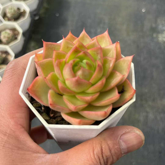 25313 Echeveria Blue Moon (7cm pot size)
