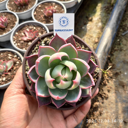 21959 Echeveria Casio (12cm pot size)