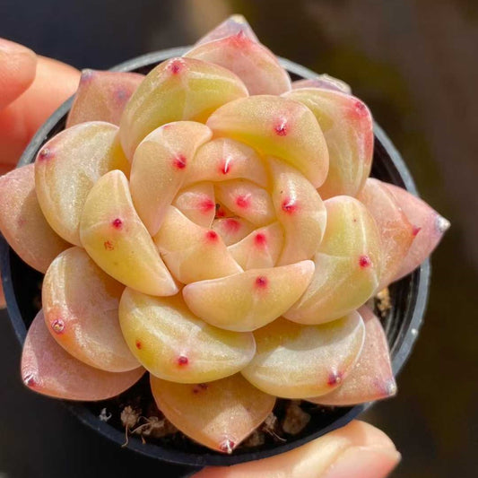 0549 Echeveria Champagne (5.5cm pot size)