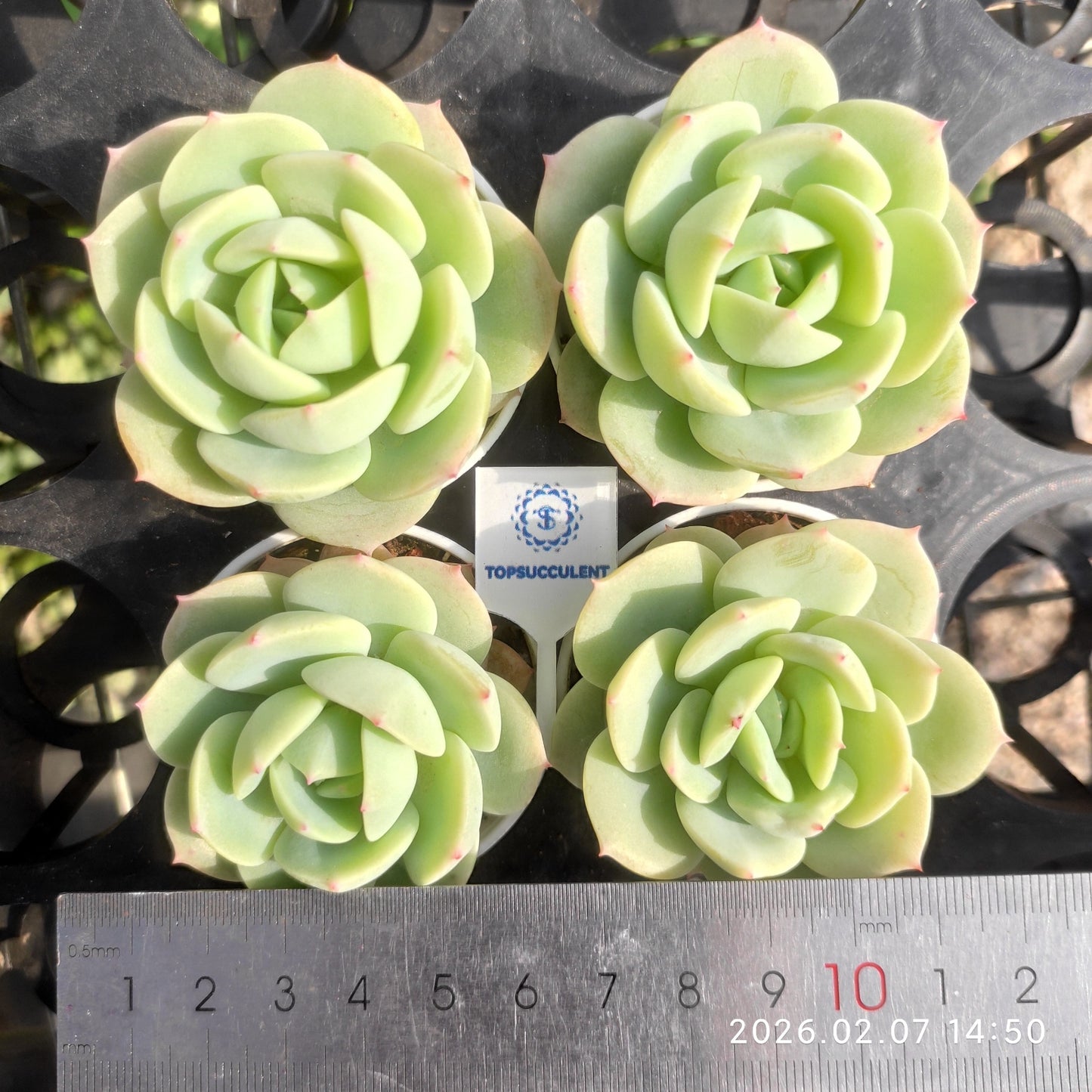 11555 Echeveria Love Tune (5.5cm pot size)