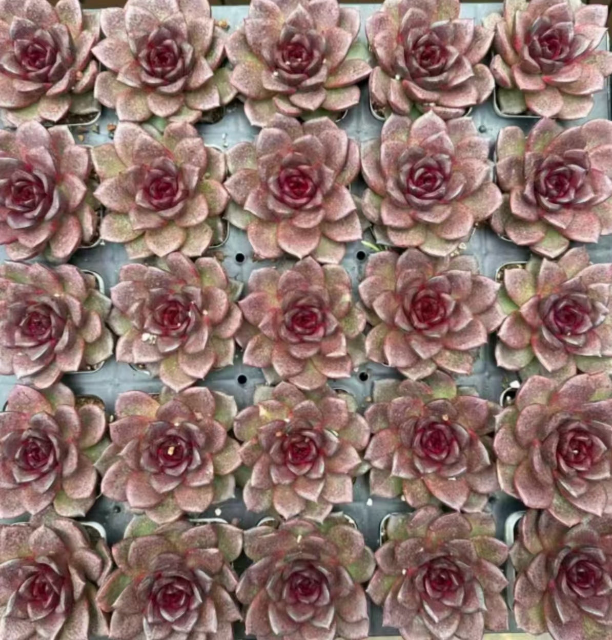21184 Echeveria Magic Rose Bouquet (7cm pot size)