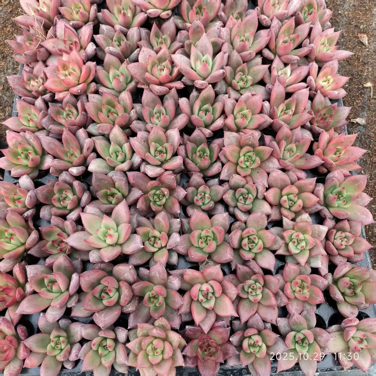 21832 Echeveria Old Egg (3cm pot size)