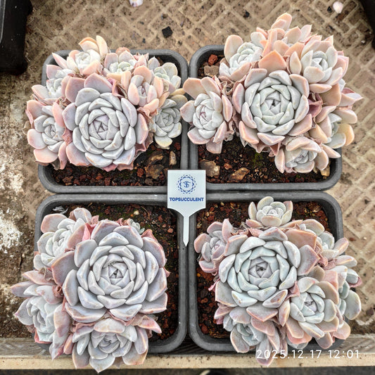 23725 Echeveria Tiny Burger (12cm pot size)