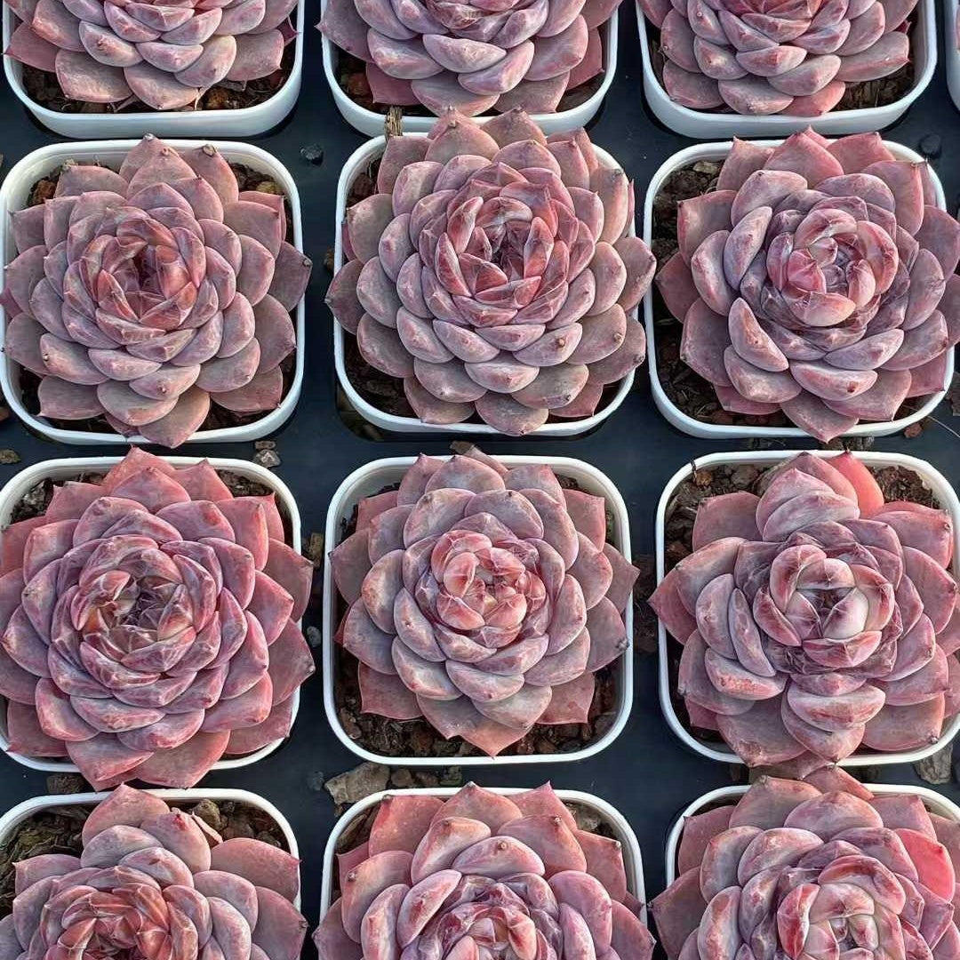 25754 Echeveria Sugar Lamp (6.5cm pot size)