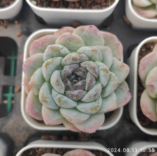 MMY674 Echeveria Cappuccino