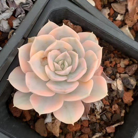 26308 Echeveria Makabenia Variegated (9cm pot size)