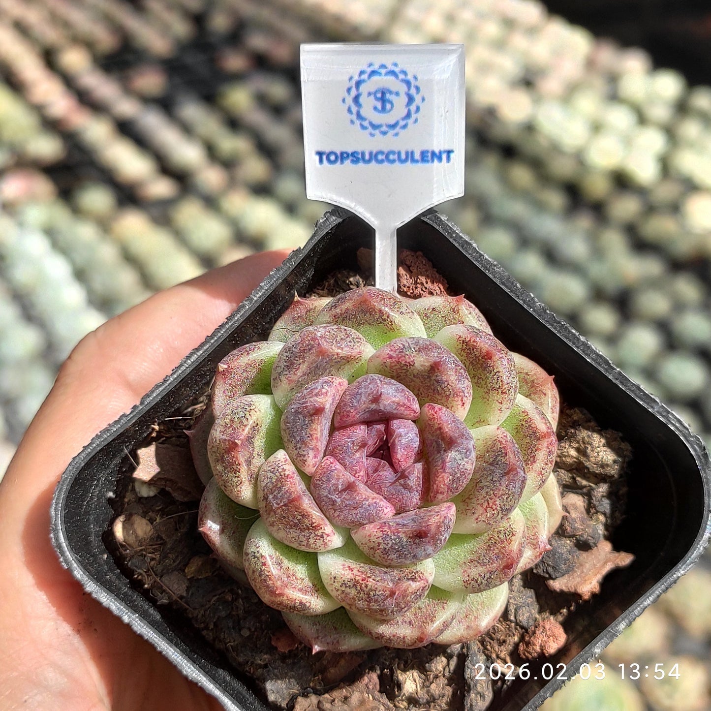 25660 Echeveria Black Chocolate (6.5cm pot size)