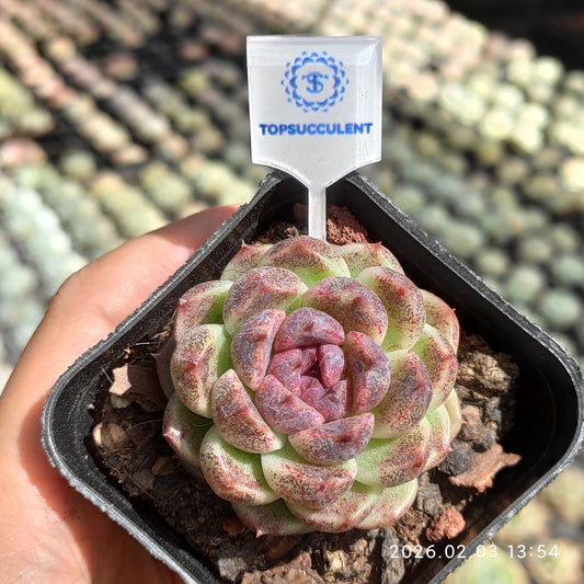 25660 Echeveria Black Chocolate (6.5cm pot size)