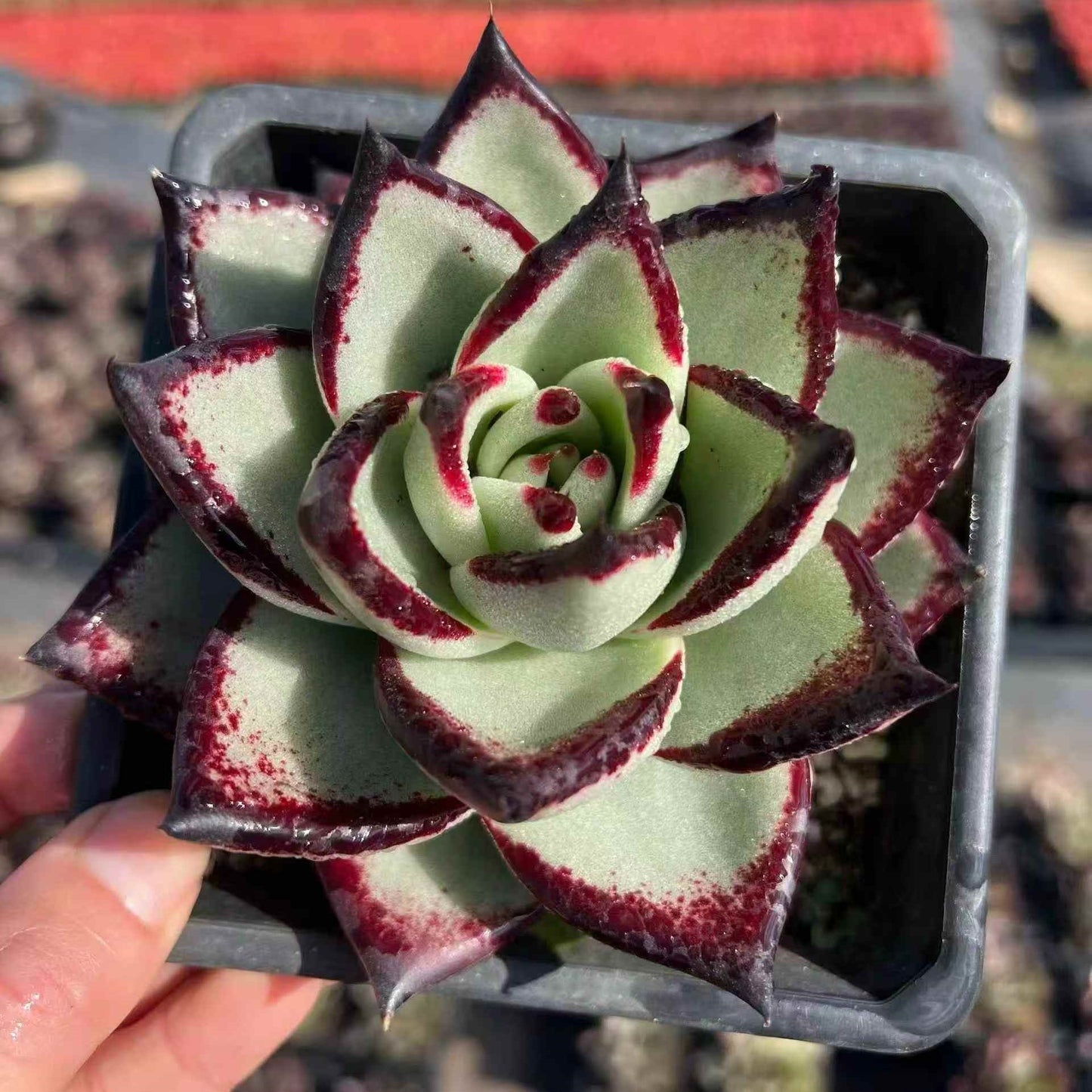 24445 Echeveria Ebony (12cm pot size)