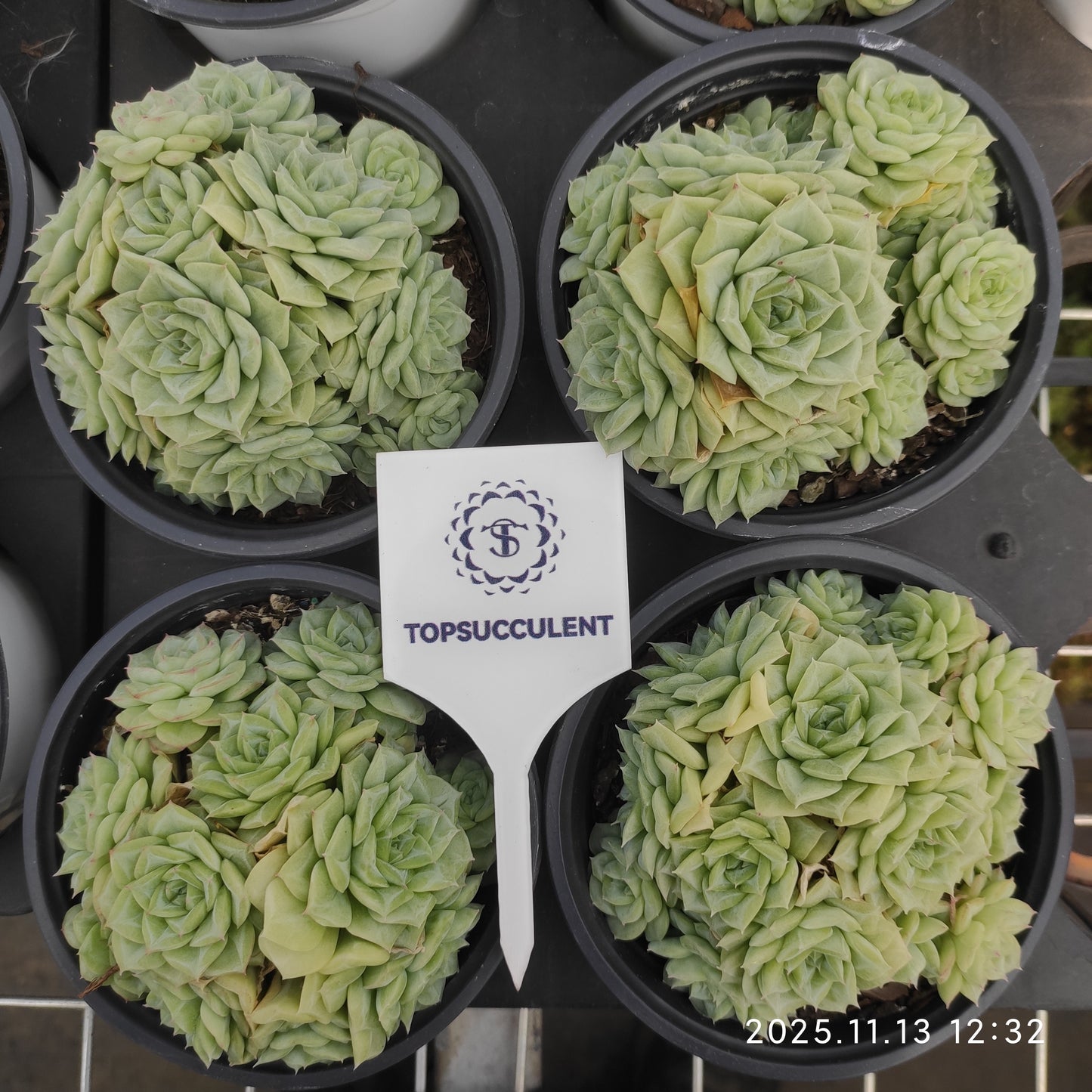 20050 Echeveria White Swan (11cm pot size)