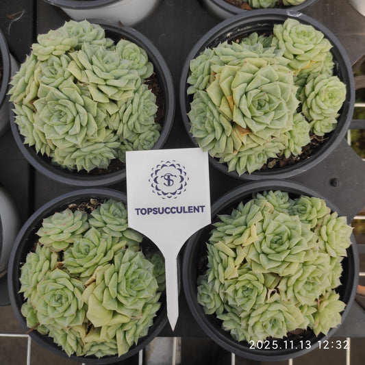 20050 Echeveria White Swan (11cm pot size)