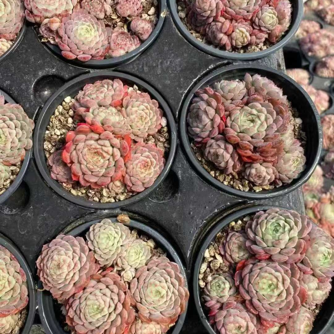 24998 Echeveria Sharlot Rose Hyb (9cm pot size)