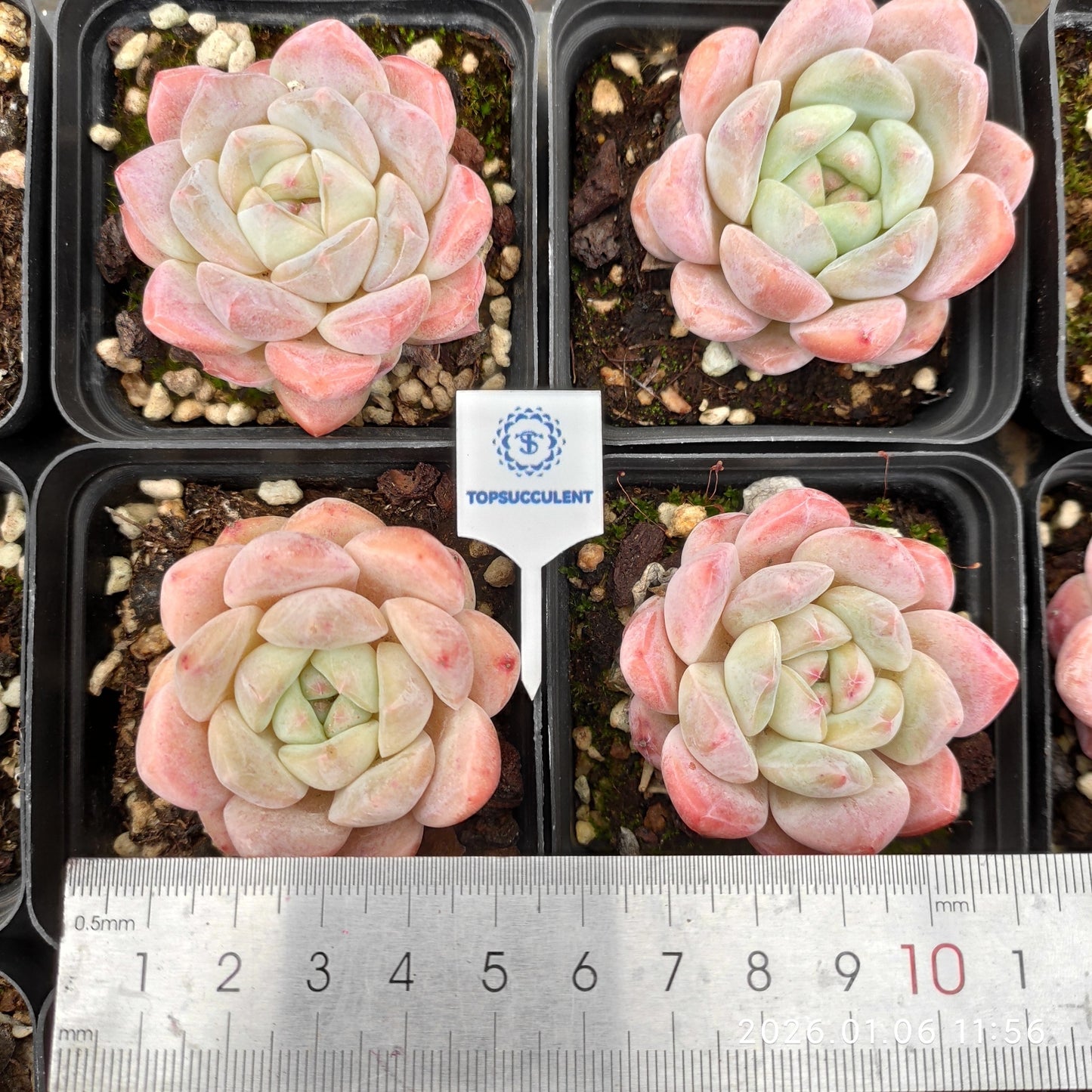 20775 Echeveria Thick Monroe (7cm pot size)