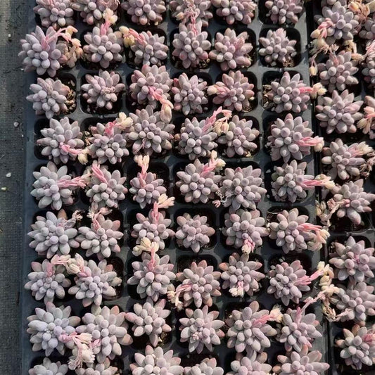 23068 Echeveria Baby Finger (3cm pot size)