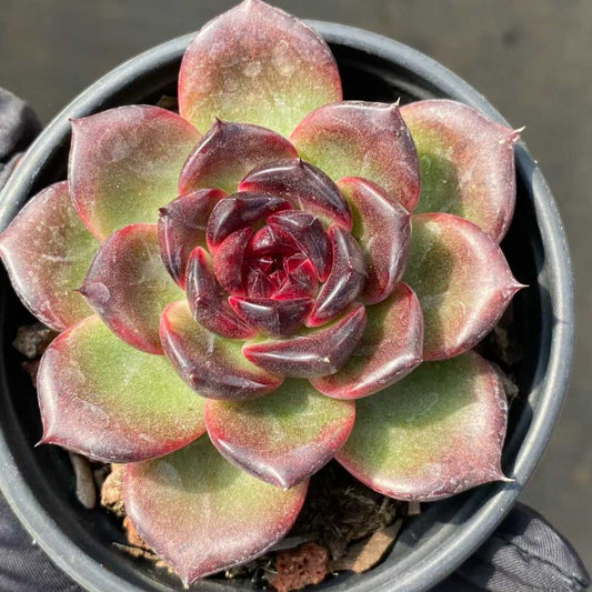 19157 Echeveria Icelandic Coffee (9cm pot size)