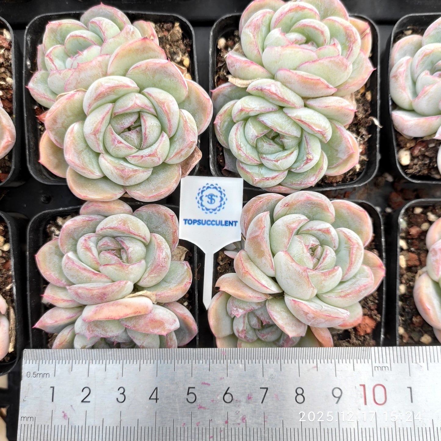 23743 Echeveria Fat Tiger (5.5cm pot size)