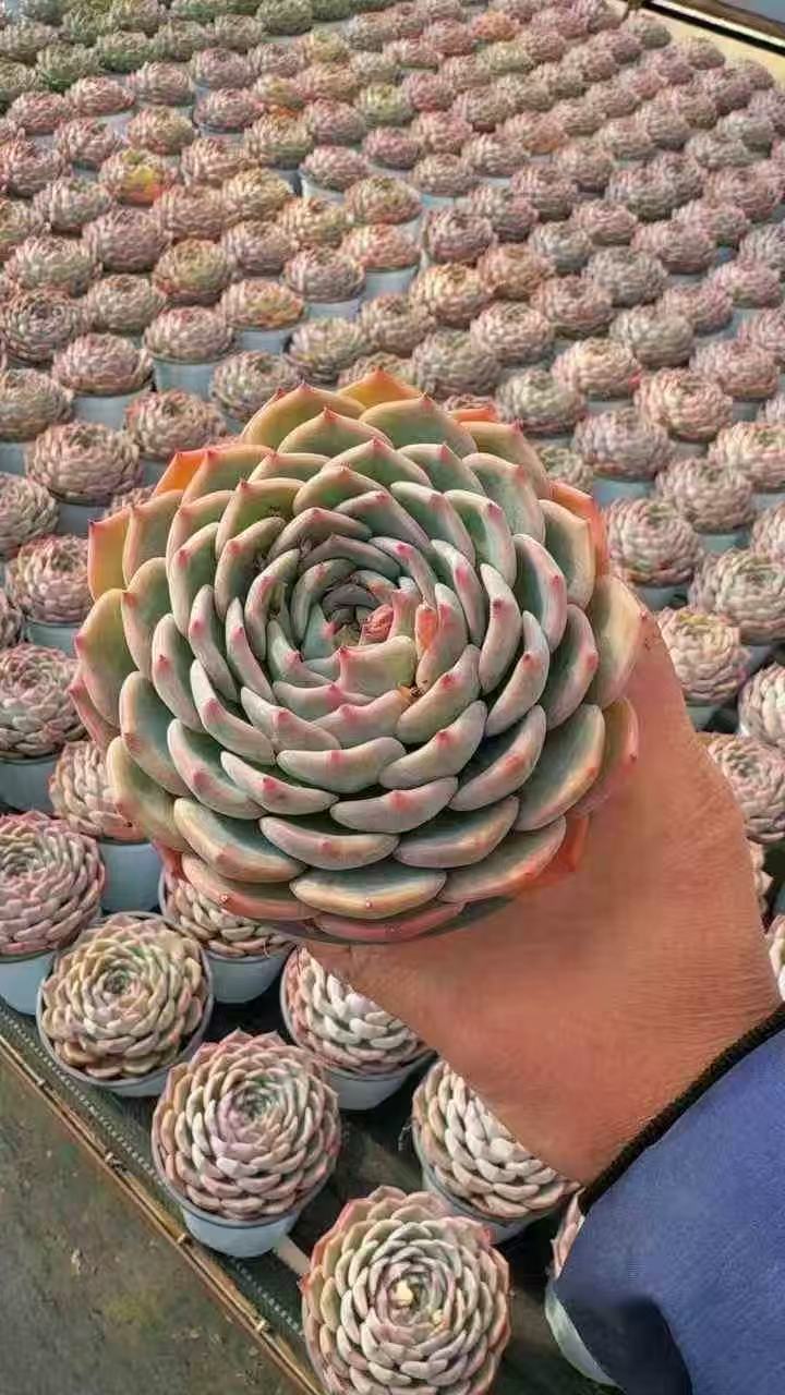 264587 Echeveria Calories (12cm pot size)