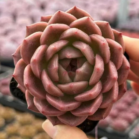 21980 Echeveria Undefeated (7cm pot size)