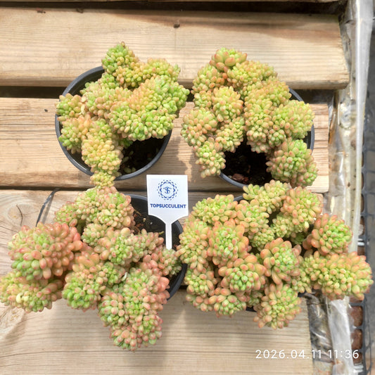 25601 Echeveria Shangri-La Cristata (9cm pot size)