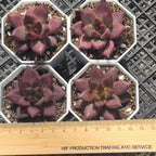 FFH020 Echeveria Aquarias(6cm pot size)