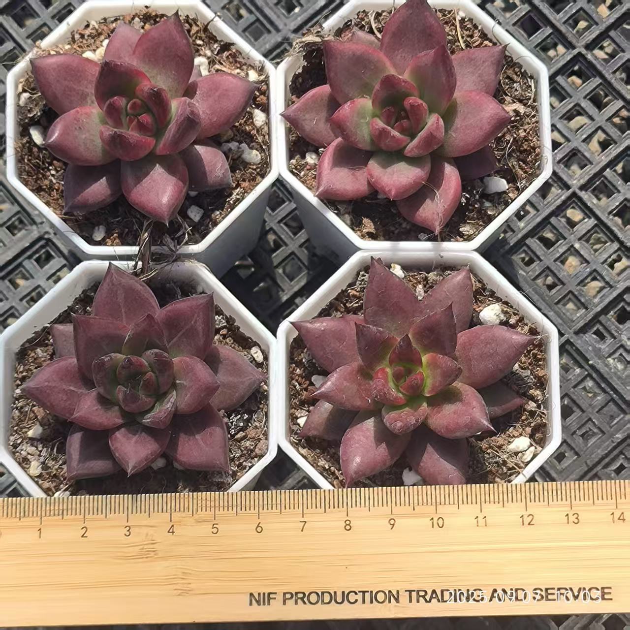 FFH020 Echeveria Aquarias(6cm pot size)