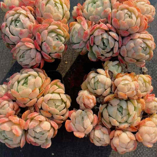 23398 Echeveria Berry (7cm pot size)