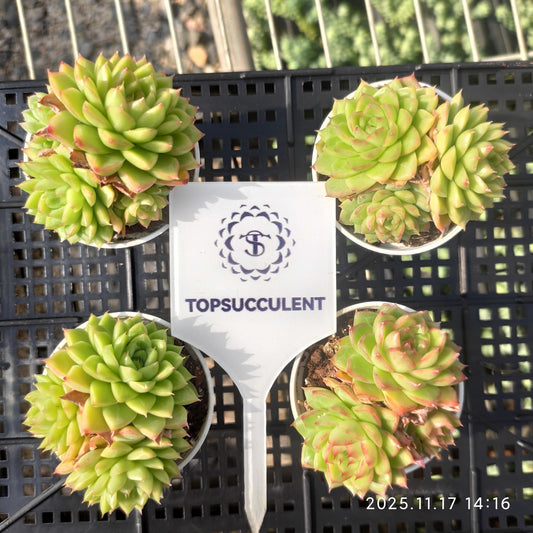 20870 Echeveria Queens Rose Hyb (5.5cm pot size)