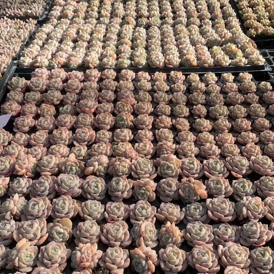 220881 Echeveria Alpine Snow (3cm pot size)