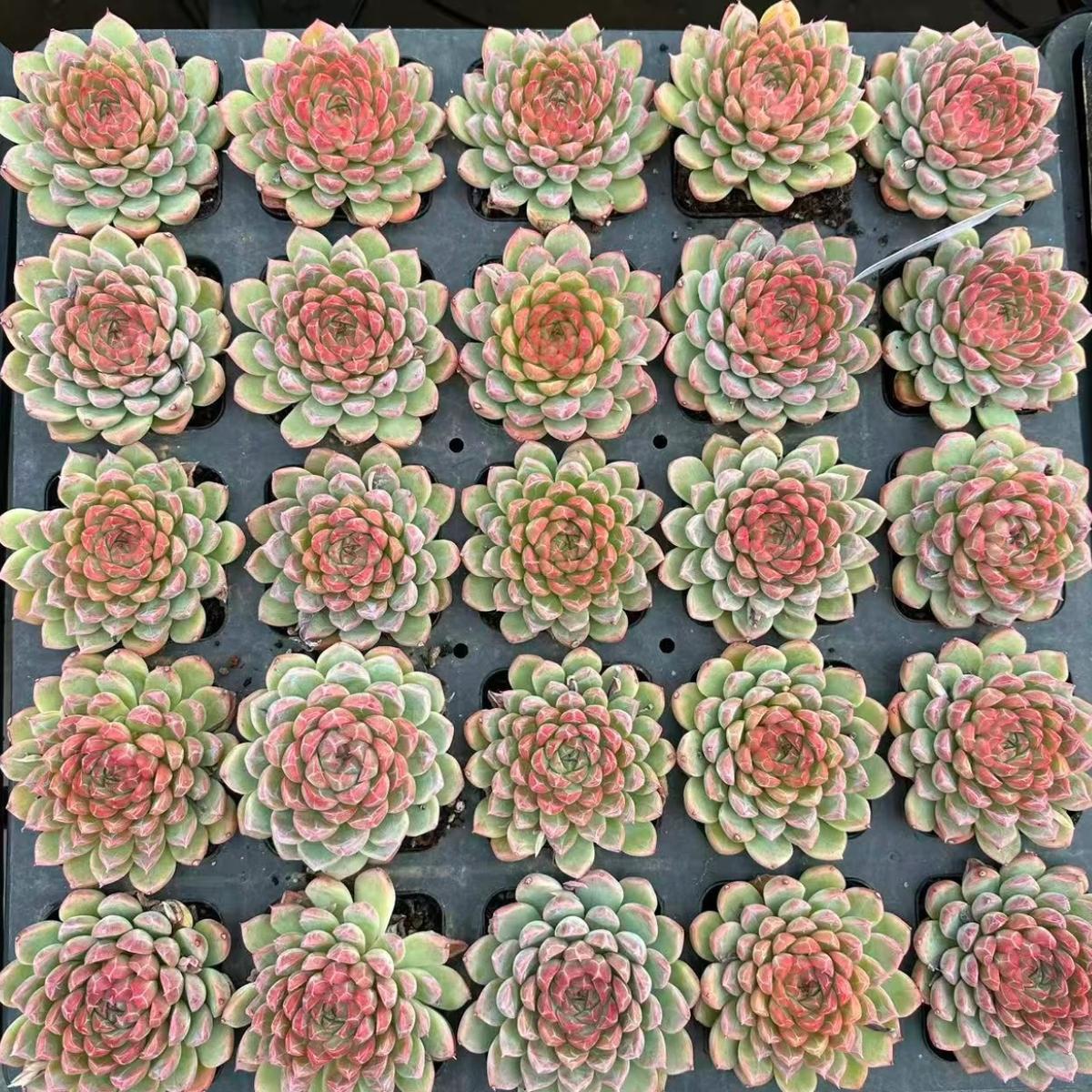 23001 Echeveria One Night (7cm pot size)