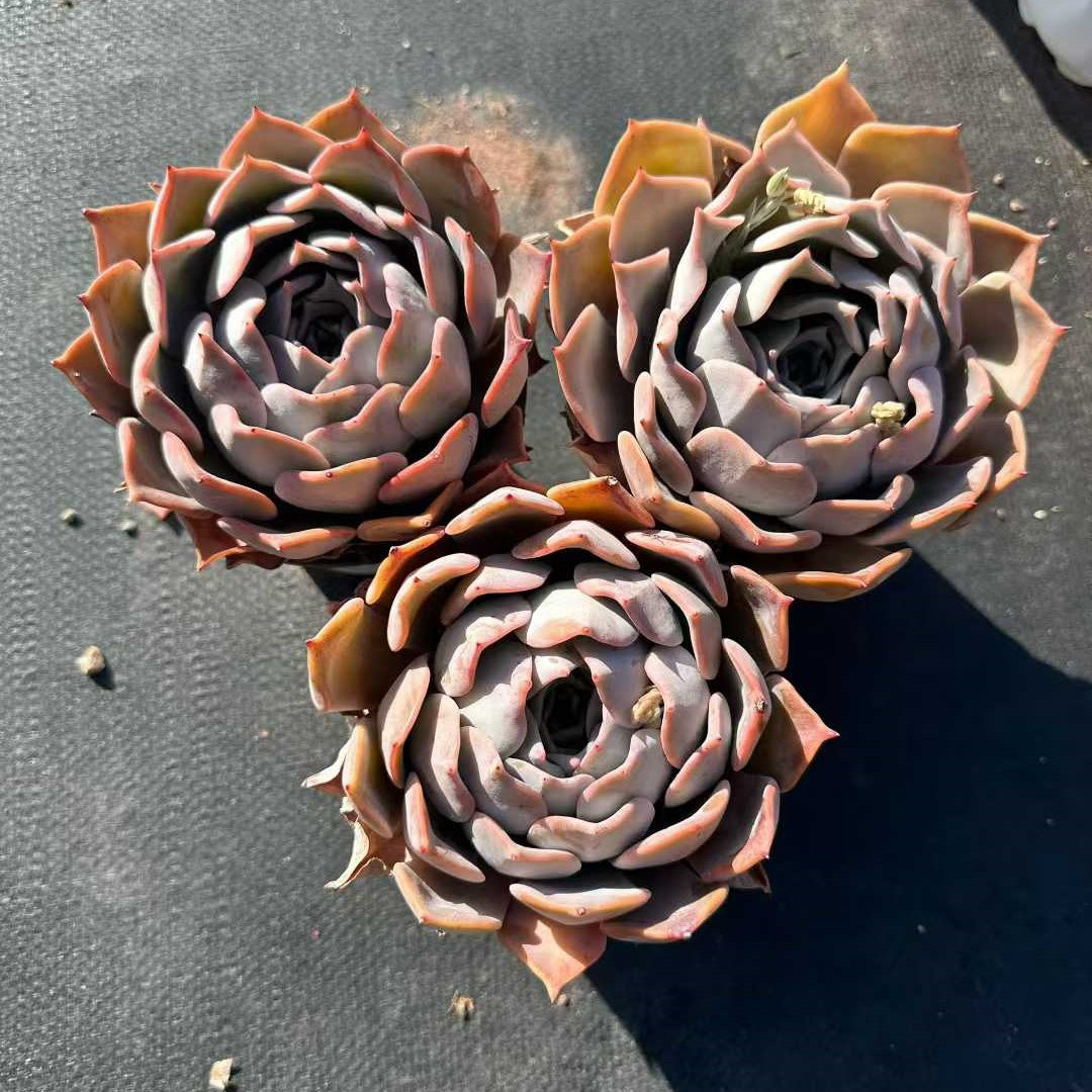 25709 Echeveria Lucina (12cm pot size)