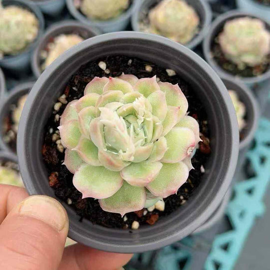 25050 Echeveria Shrimp Dumplings (7cm pot size)