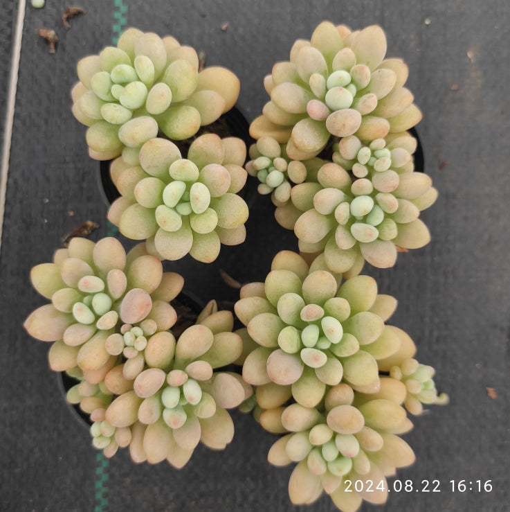 MMT684 Echeveria Caviar