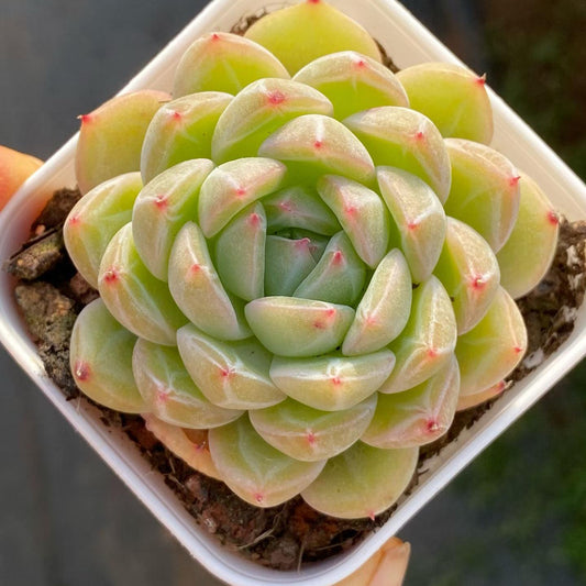 25753 Echeveria Snowflake Jenny (6.5cm pot size)