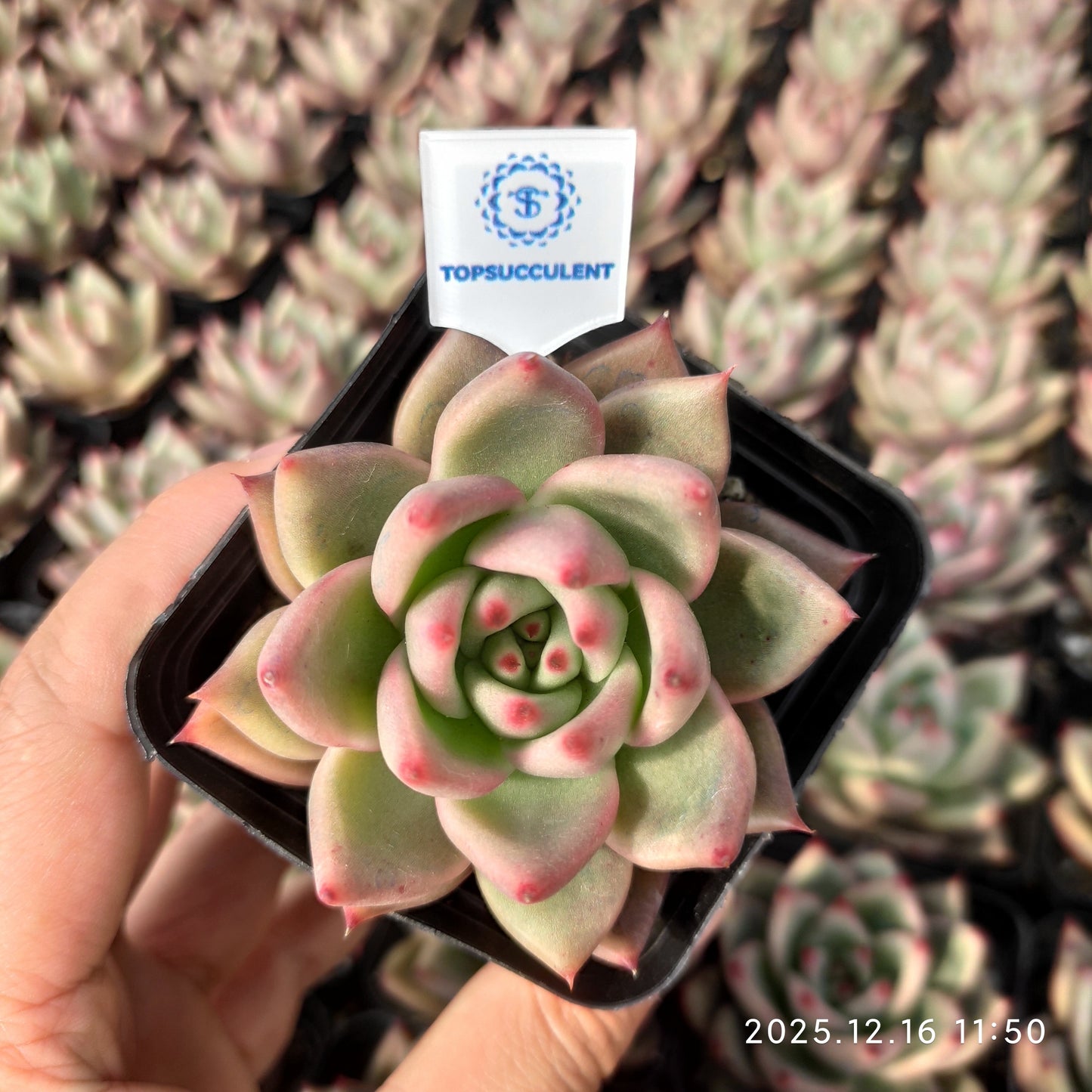 21799 Echeveria Blue Dragon Hyb (7cm pot size)