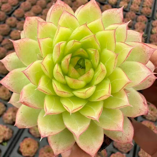 QNY140 Echeveria Muge Perfume(7cm pot size)