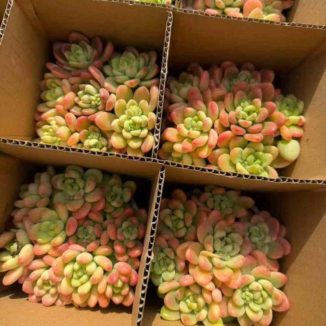 23393 Echeveria Shangri-La (12cm pot size)