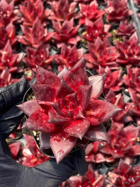 3264 Echeveria Robin (6.3cm pot size)