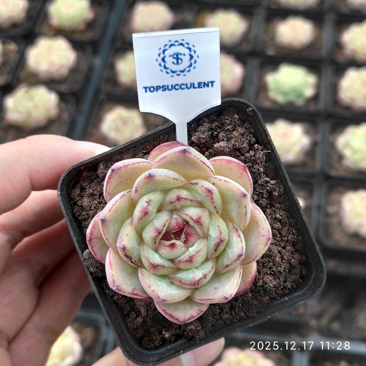 23717 Echeveria Sticky Rice (5.5cm pot size)