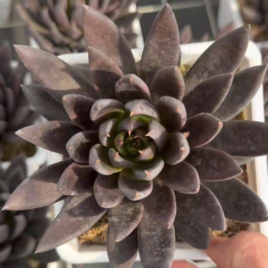 24941 Echeveria Dark Knight (14cm pot size)