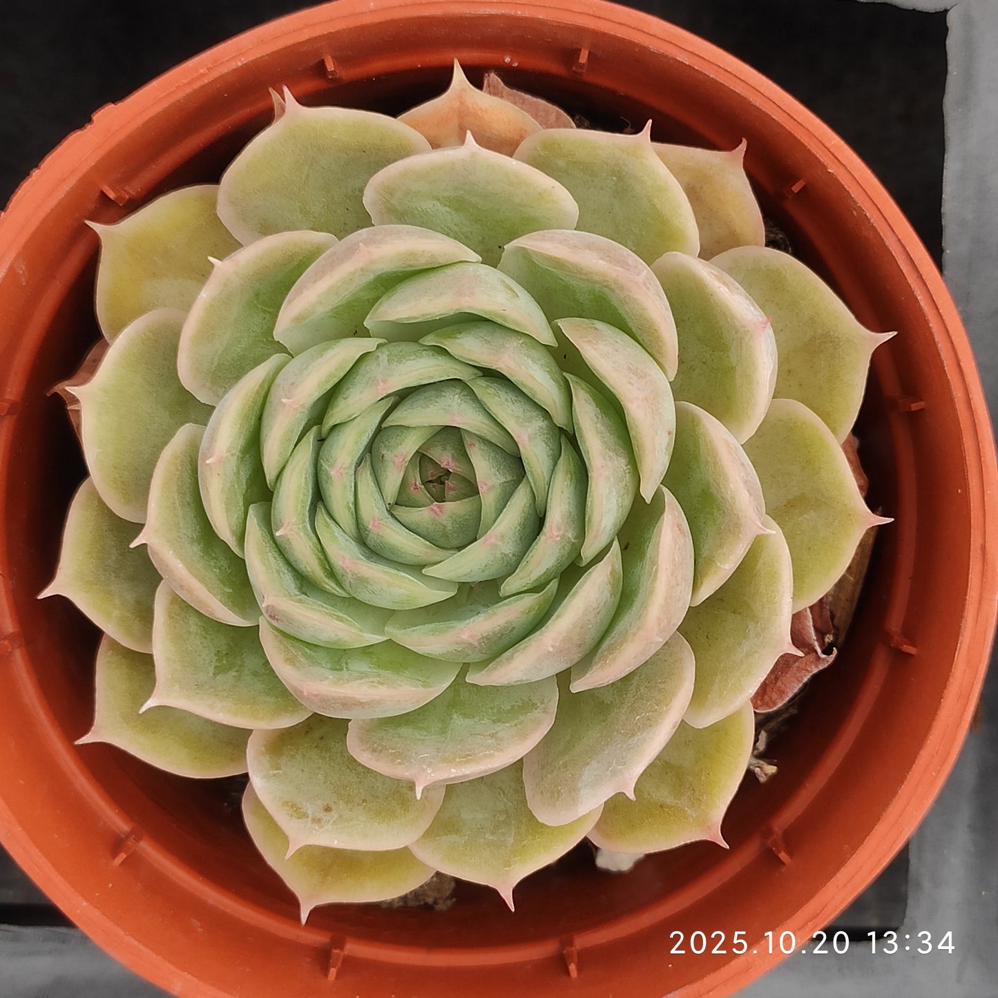 21853 Echeveria Onslow (9cm pot size)