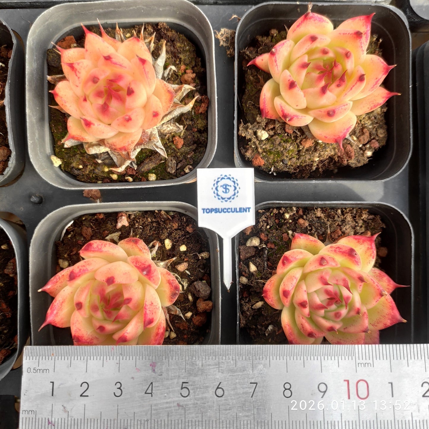 80519 Echeveria Tuscany (6.5cm pot size)