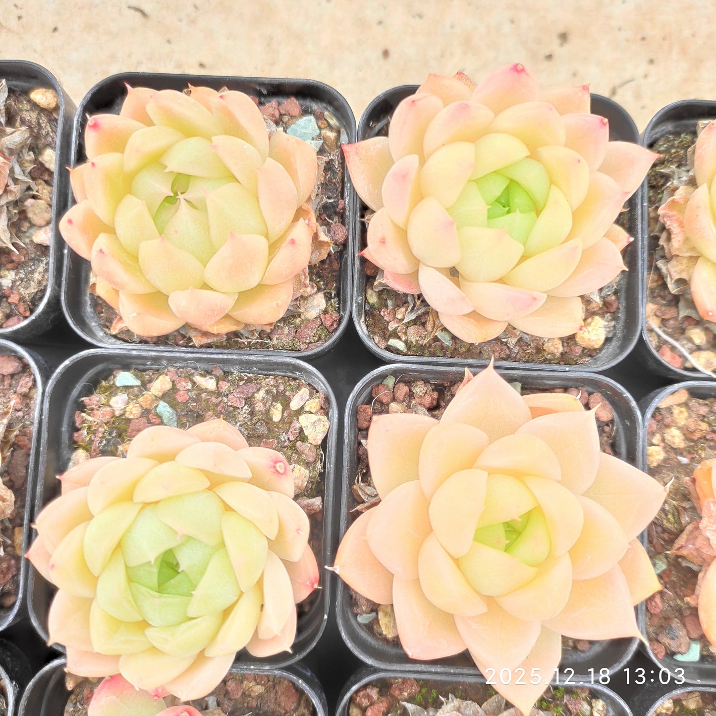 17694 Echeveria Pink Malgan (5.5cm pot size)