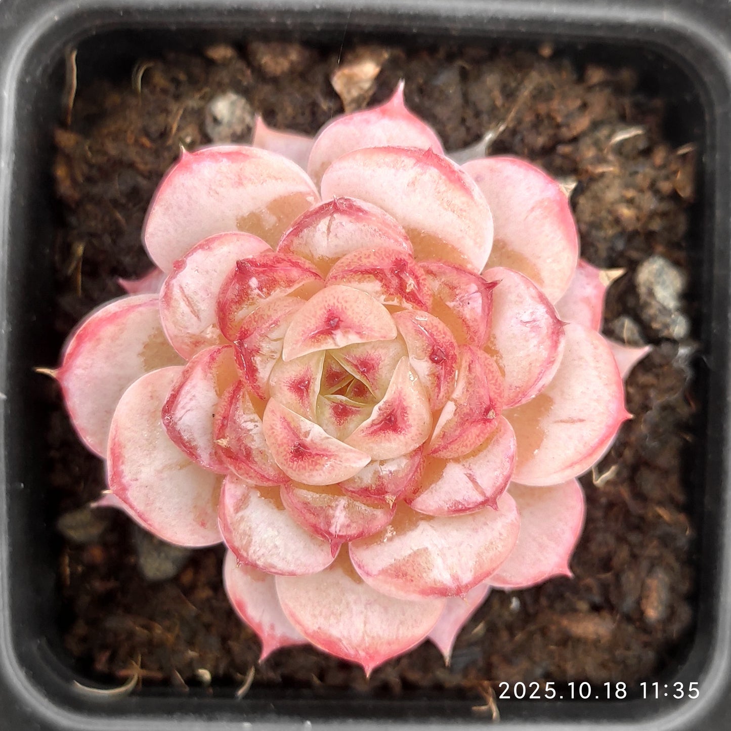 15338 Echeveria Red Velvet (7cm pot size)