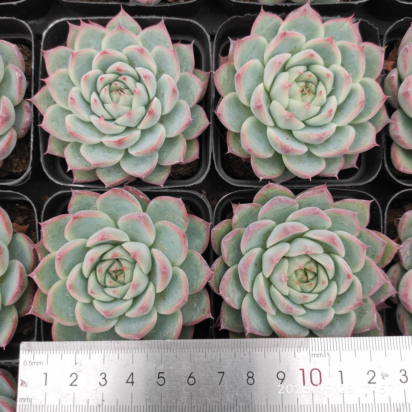 MMT870 Echeveria Pink Crystal Rose(7cm pot size)