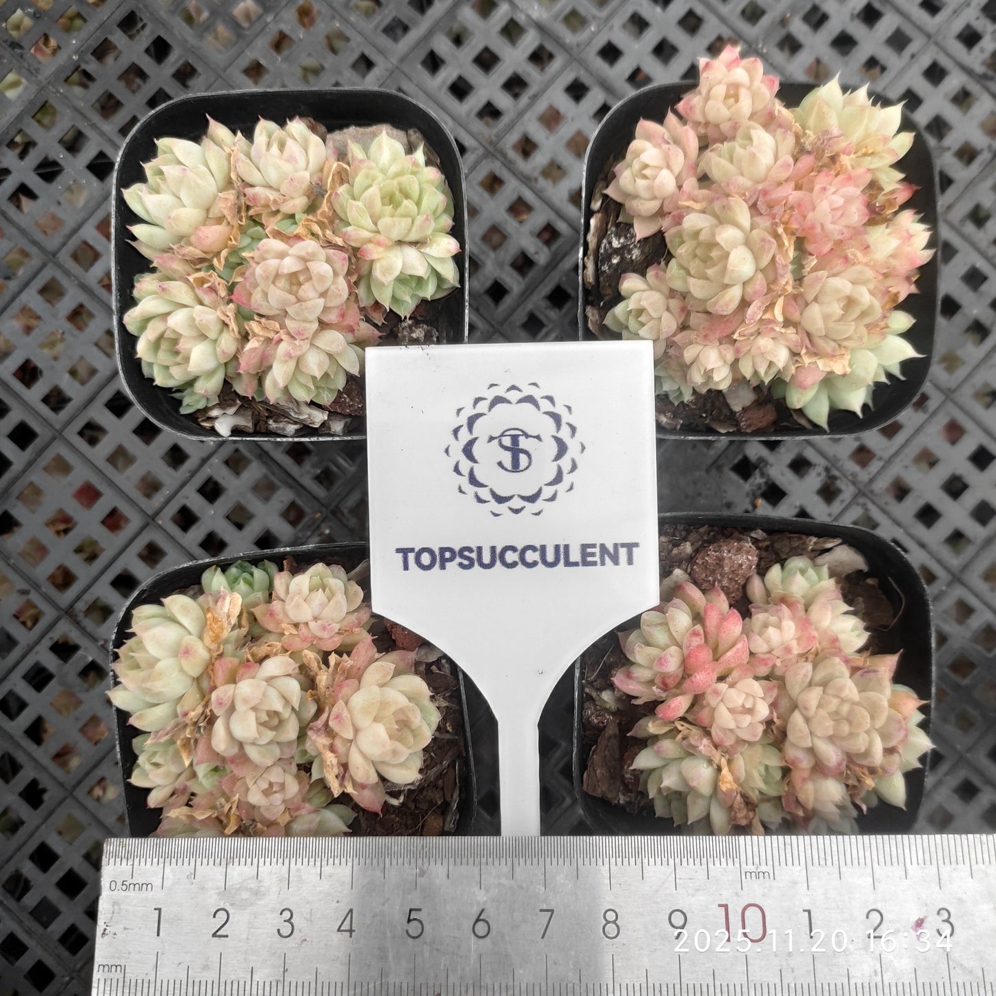 18325 Echeveria Malgan Hyb (6.3cm pot size)